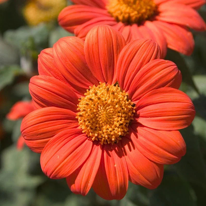 Mexican Sunflower Seeds - Tithonia diversifolia, Orange Daisy-Like Blooms, Butterfly Attracting Garden Flowers