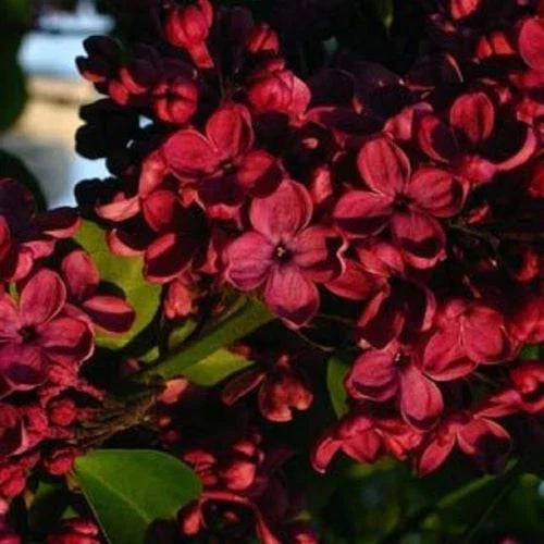 Red Lilac Seeds - Perennial Flower for Garden Borders & Hedges - Syringa vulgaris - Fragrant, Easy to Grow, 25 Seeds