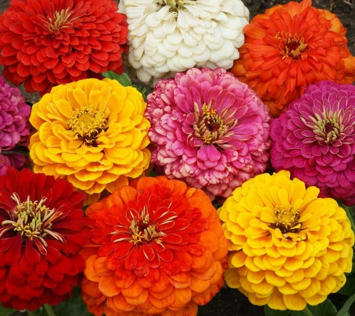 Zinnia Dahlia Flowered Mix Seeds 100+ | Colorful Annual Blooms for Pollinators