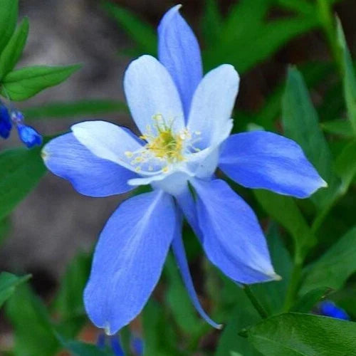 Rocky Mountain Blue Columbine Seeds - 200+ Perennial Flower Seeds (Aquilegia caerulea)
