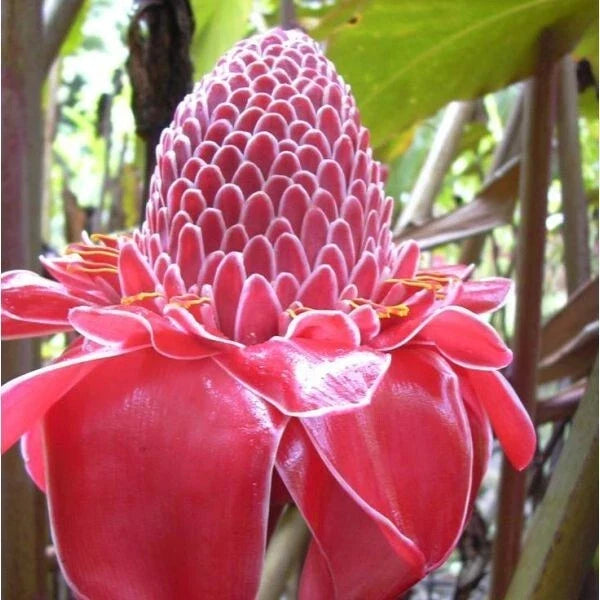Torch Ginger Seeds - Pink Flowers - Etlingera Elatior - Exotic Tropical Plant for Gardens & Landscaping