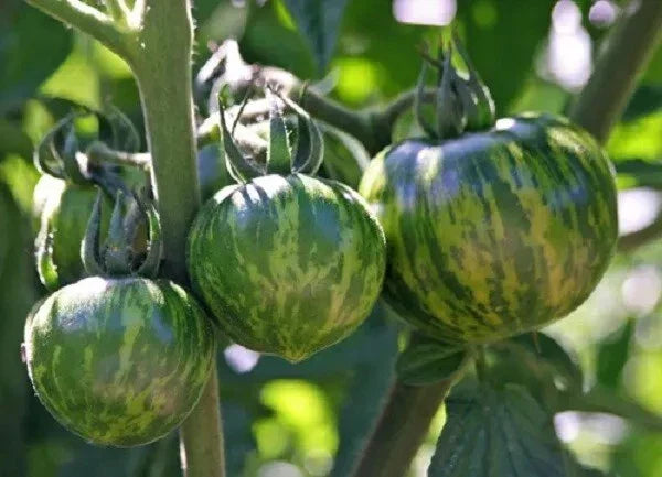 Green Zebra Tomato Seeds - 120+ Heirloom Non-GMO Organic Seeds for Home Gardening