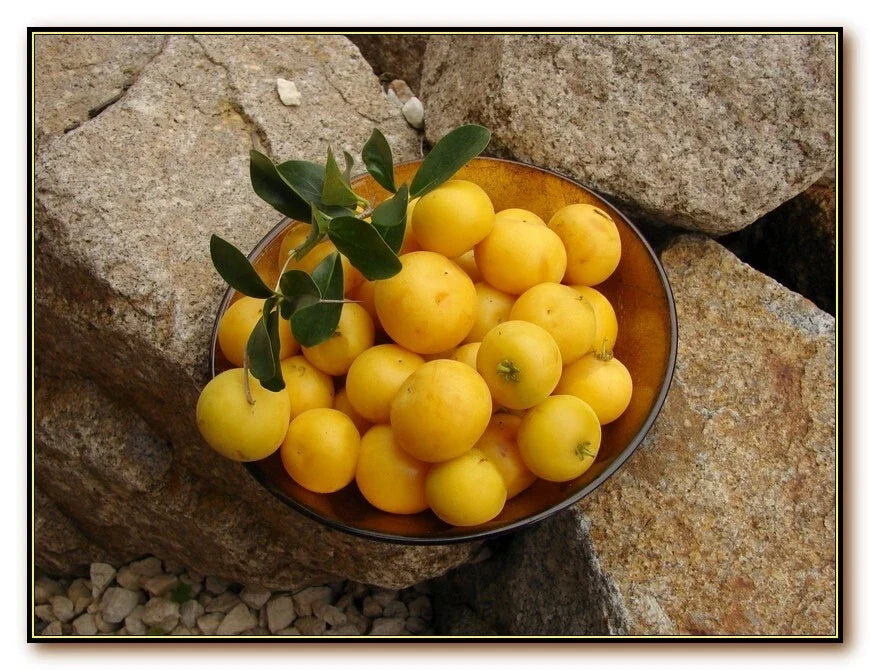 Kei Apple Plant - Dovyalis Caffra - Edible Fruit Tree - Drought-Resistant Shrub - African Apricot - Seeds or Young Plant