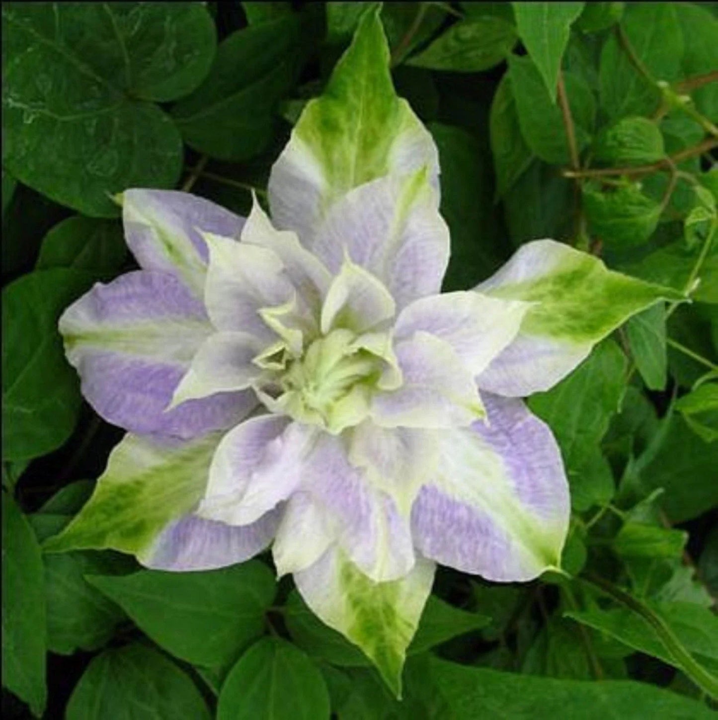 Clematis Seeds - 25 DBL Purple Green Perennial Flower Seeds - Clematis x jackmanii Climbing Vine