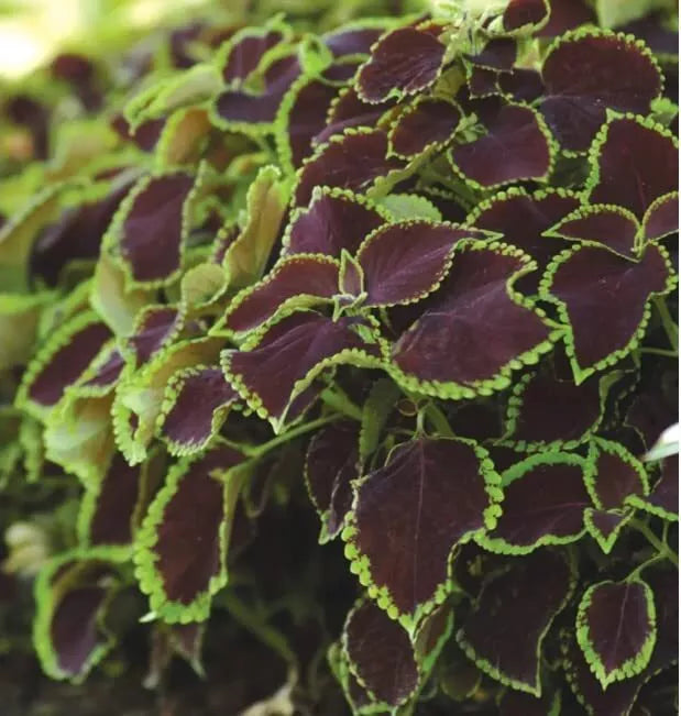 Coleus Seeds - 10 Rare Chocolate Mint Foliage Seeds for Gardens - Solenostemon scutellarioides