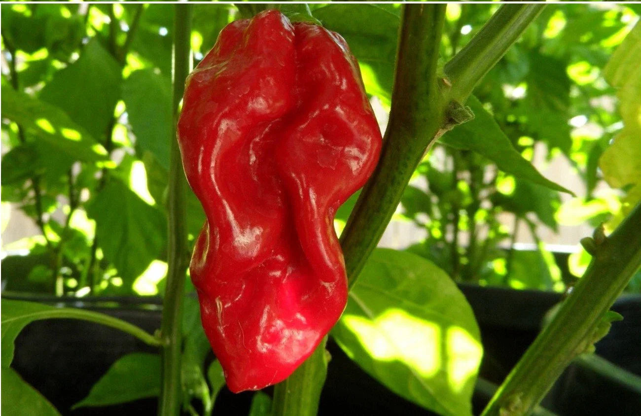 Red Devils Tongue Hot Pepper Seeds - Rare Heirloom Capsicum chinense