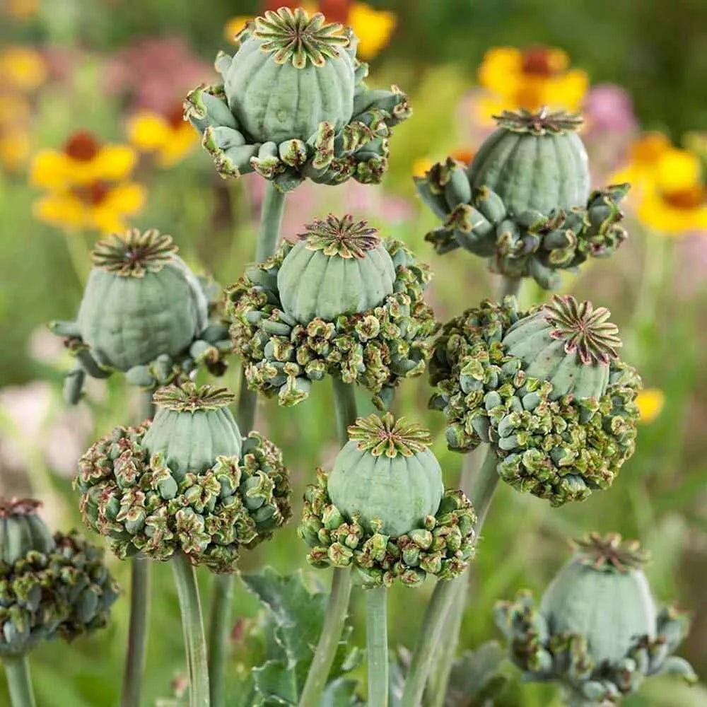 Hens and Chicks Seeds - 100 Count Sempervivum Poppy Flower Variety Ground Cover Rosettes