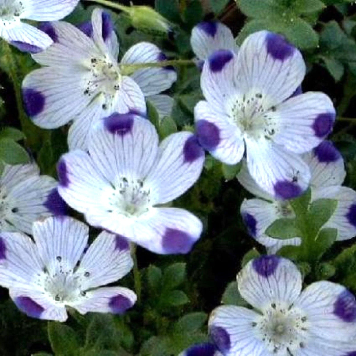 Five Spot Seeds - 125 Purple Flower Seeds - Nemophila maculata - Eye-Catching, Easy to Grow Garden Flower Seeds