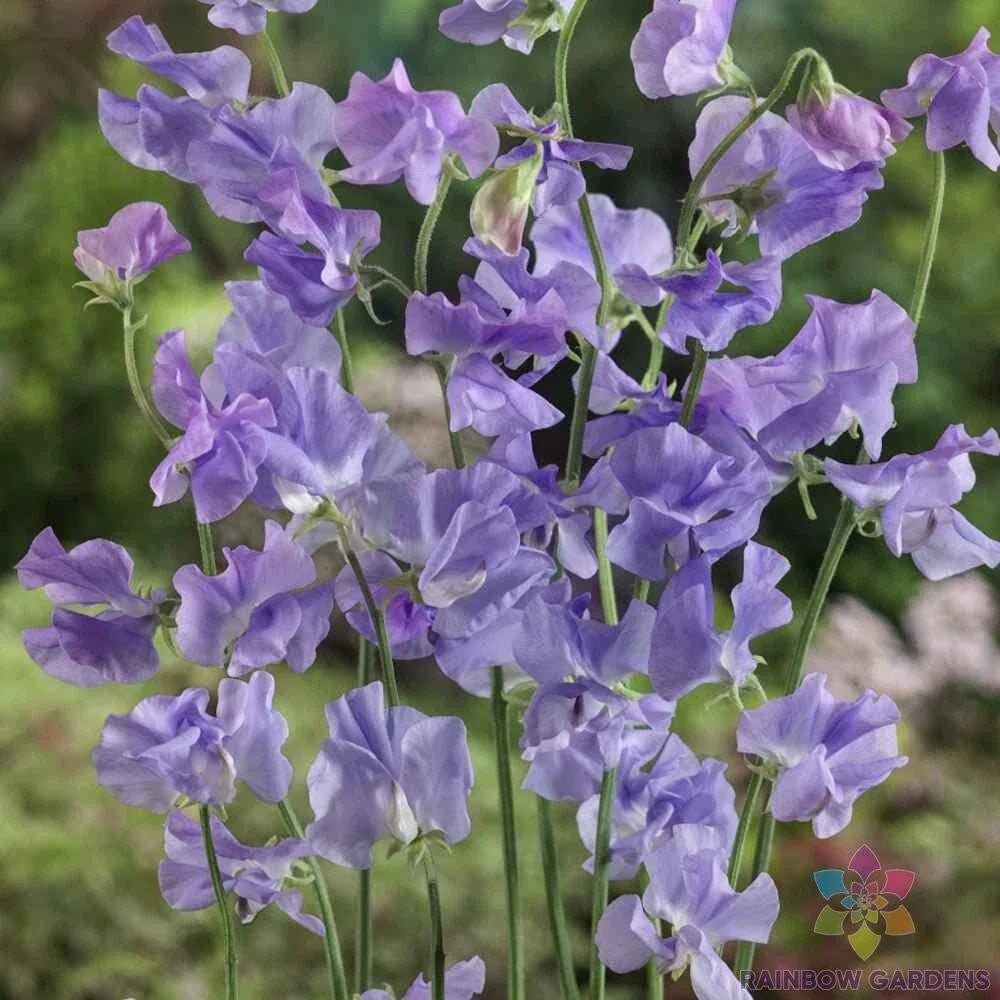 Royal Lavender Sweet Pea Seeds - 50+ Non-GMO Lathyrus odoratus for Garden