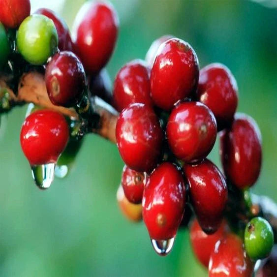 Coffea arabica Seeds - 20 Tropical Exotic Coffee Plant Seeds for Indoor Gardening, Houseplant, Rare Variety