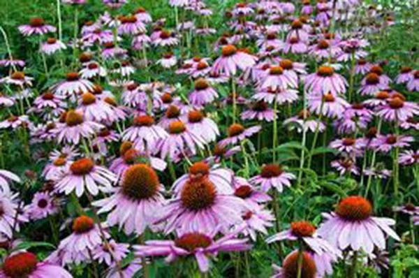Purple Coneflower Seeds - 1000 Echinacea purpurea Seeds for Garden & Landscape