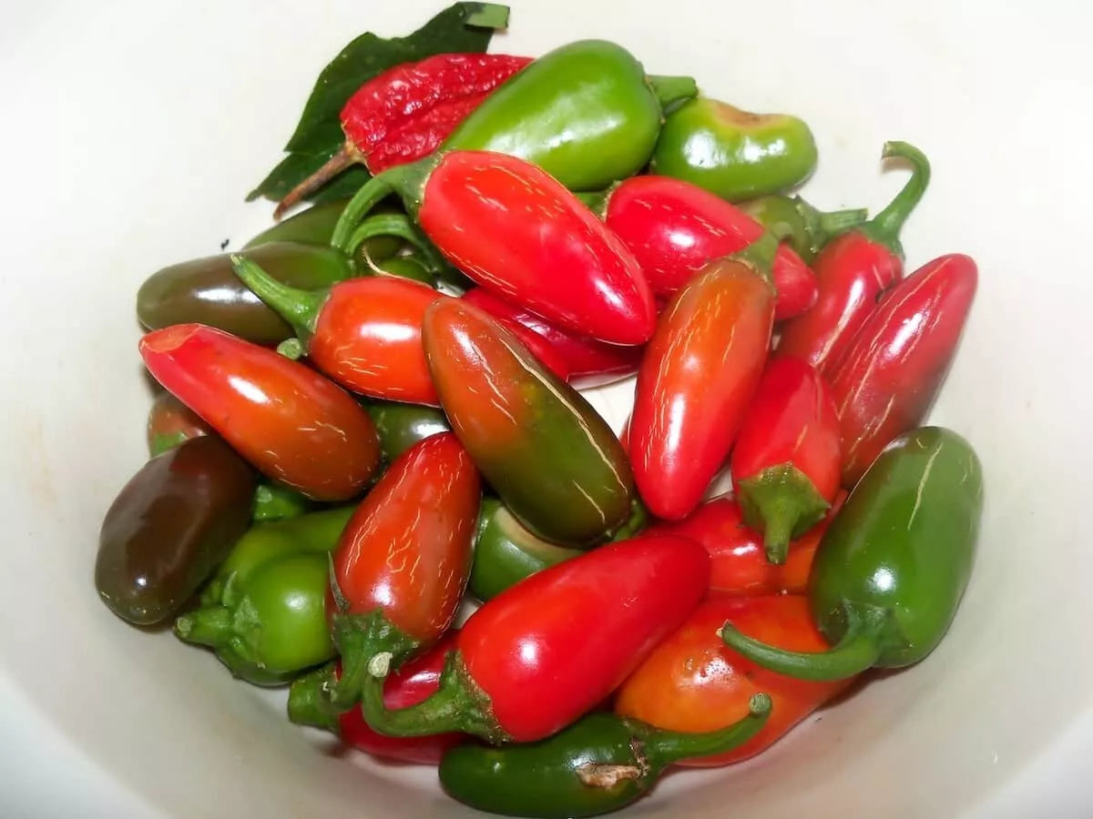 Early Jalapeno Pepper Seeds | Non-GMO | Capsicum annuum | Fresh Garden Seeds