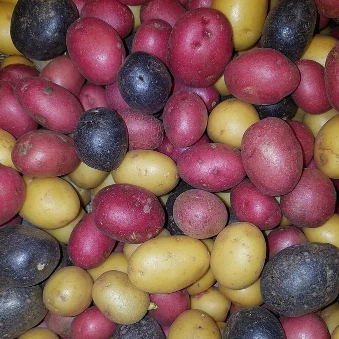 Organic Purple and Gold Potato Tubers - Non-GMO Solanum tuberosum for Planting