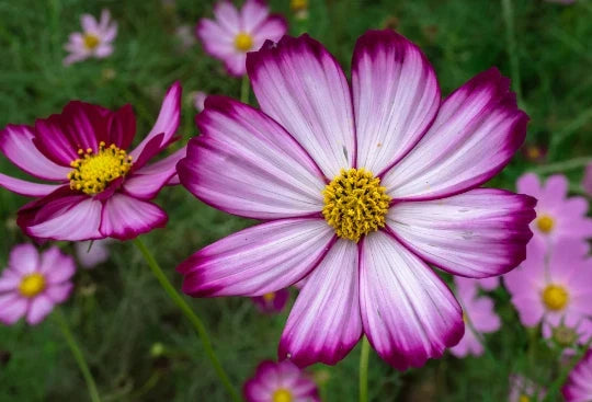 Cosmos Seeds - Candy Stripe Variety, 50+ Seeds, Cosmos bipinnatus, Vibrant Bi-colored Flowers, Easy to Grow, Butterfly Attracting
