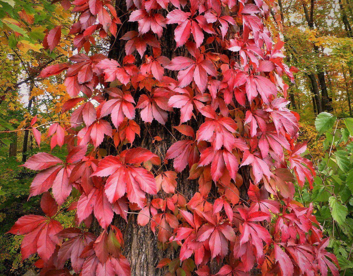 Virginia Creeper Seeds - 30 Pack - Parthenocissus quinquefolia - Fast-Growing Climbing Vine