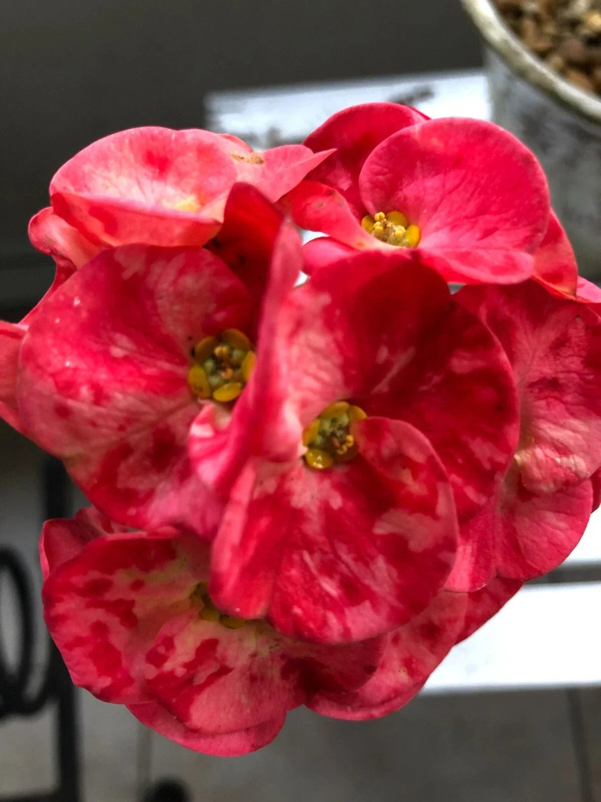 Thai Hybrid Crown of Thorns Cherries Jubilee Rooted Cutting - Euphorbia milii for Indoor & Outdoor Gardens