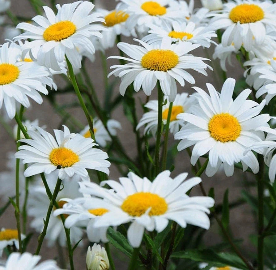 Shasta Daisy Bare Root Live Plant – Perennial White and Yellow Flowers – Leucanthemum × superbum