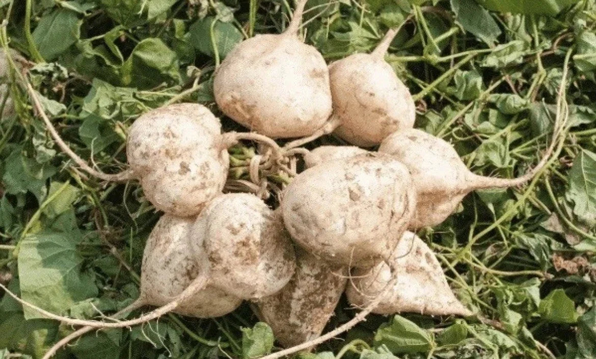 Jicama Seeds for Planting - 300+ Pachyrhizus erosus - Non-GMO, Full Sun, Climbing Vine, Home Garden, USA Seller