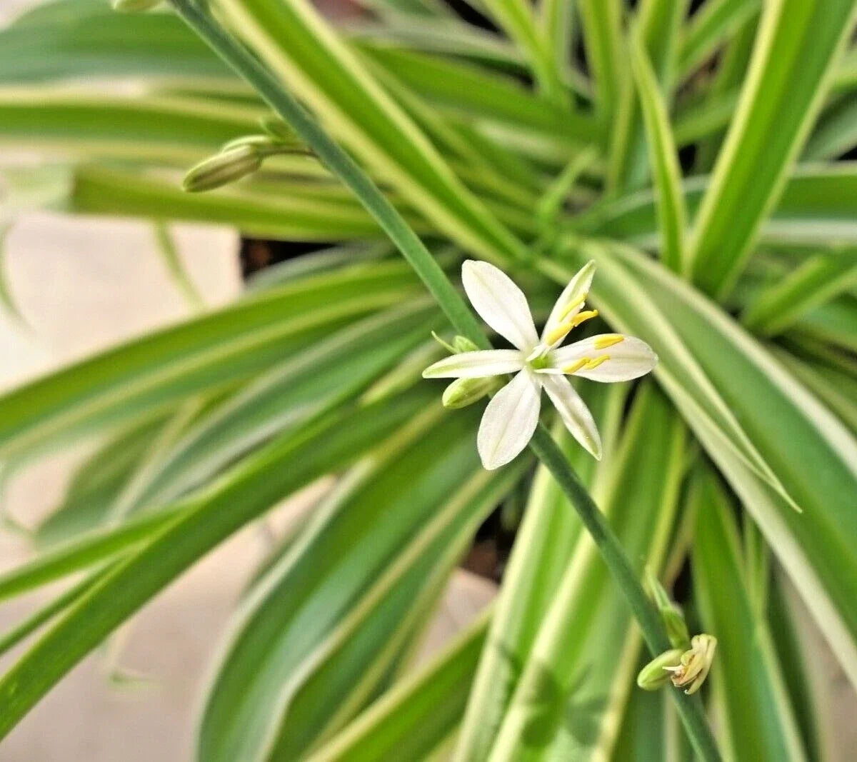Live 8" Variegated Spider Plant Chlorophytum comosum - Easy Care Houseplant, Air Purifying, Pet-Friendly