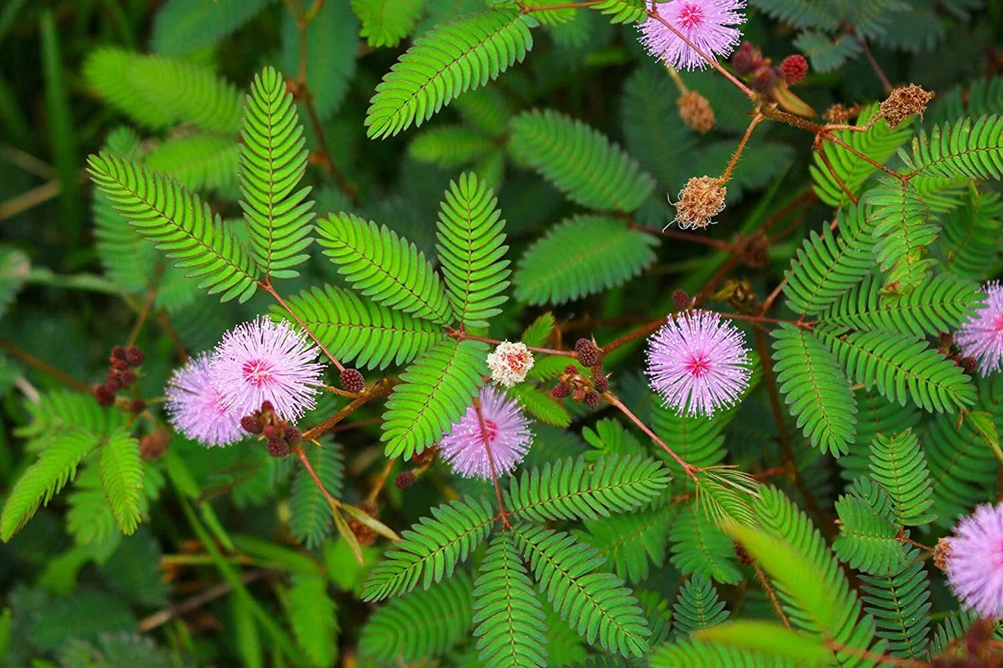 Sleeping Grass Seeds 50 Pack - Mimosa pudica Ground Cover for Lawn or Garden - USA Grown