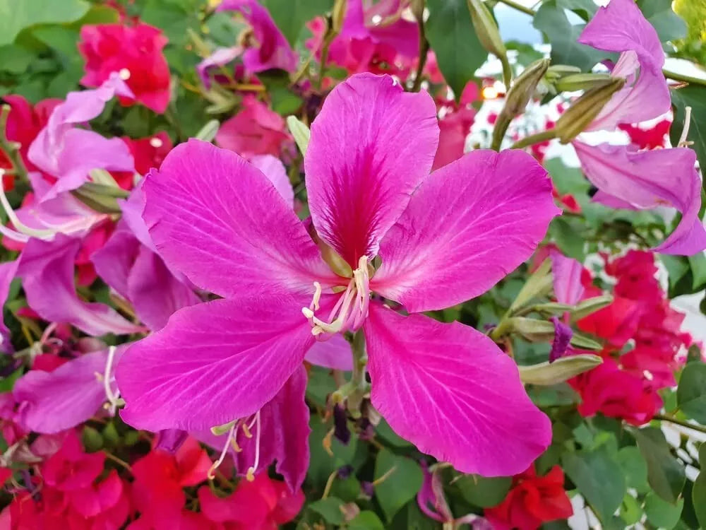 Orchid Tree Seeds - 10 Pack - Bauhinia purpurea Butterfly Tree for Garden, Landscape, Pollinator Attractant