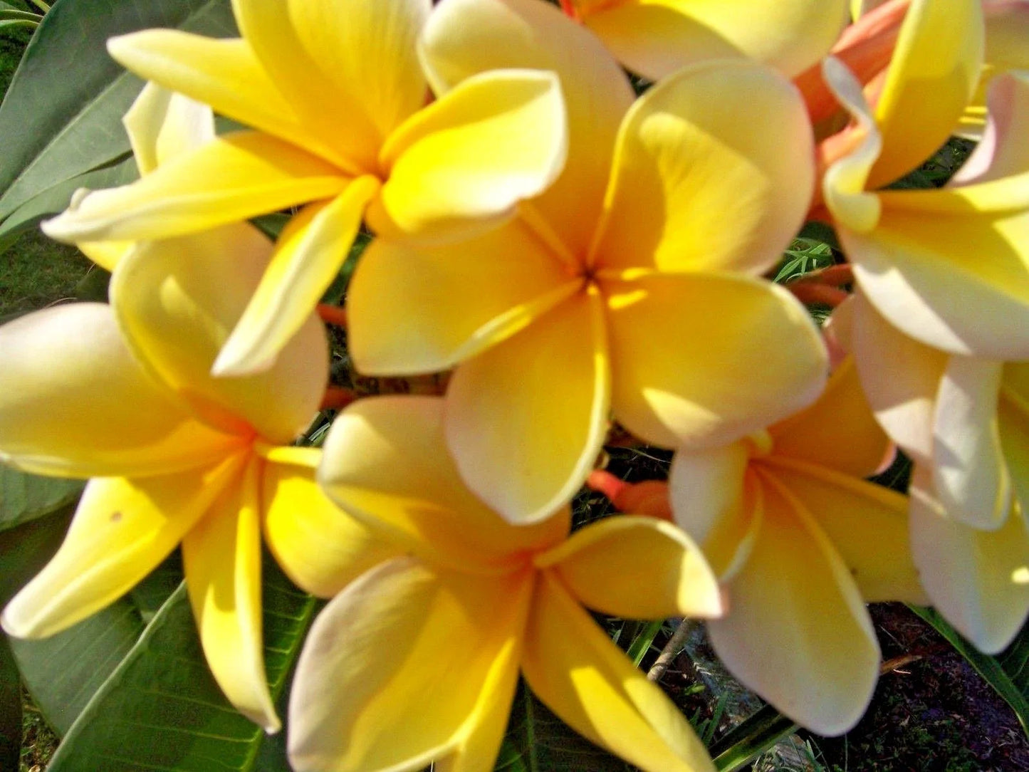 Yellow Plumeria Live Cutting - Fragrant Tropical Flowering Plant - Plumeria rubra for Gardens & Indoor