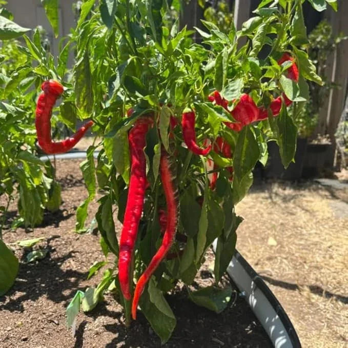 Live Long Hot Pepper Plant - 8" Tall Heirloom Capsicum annuum in 4" Pot