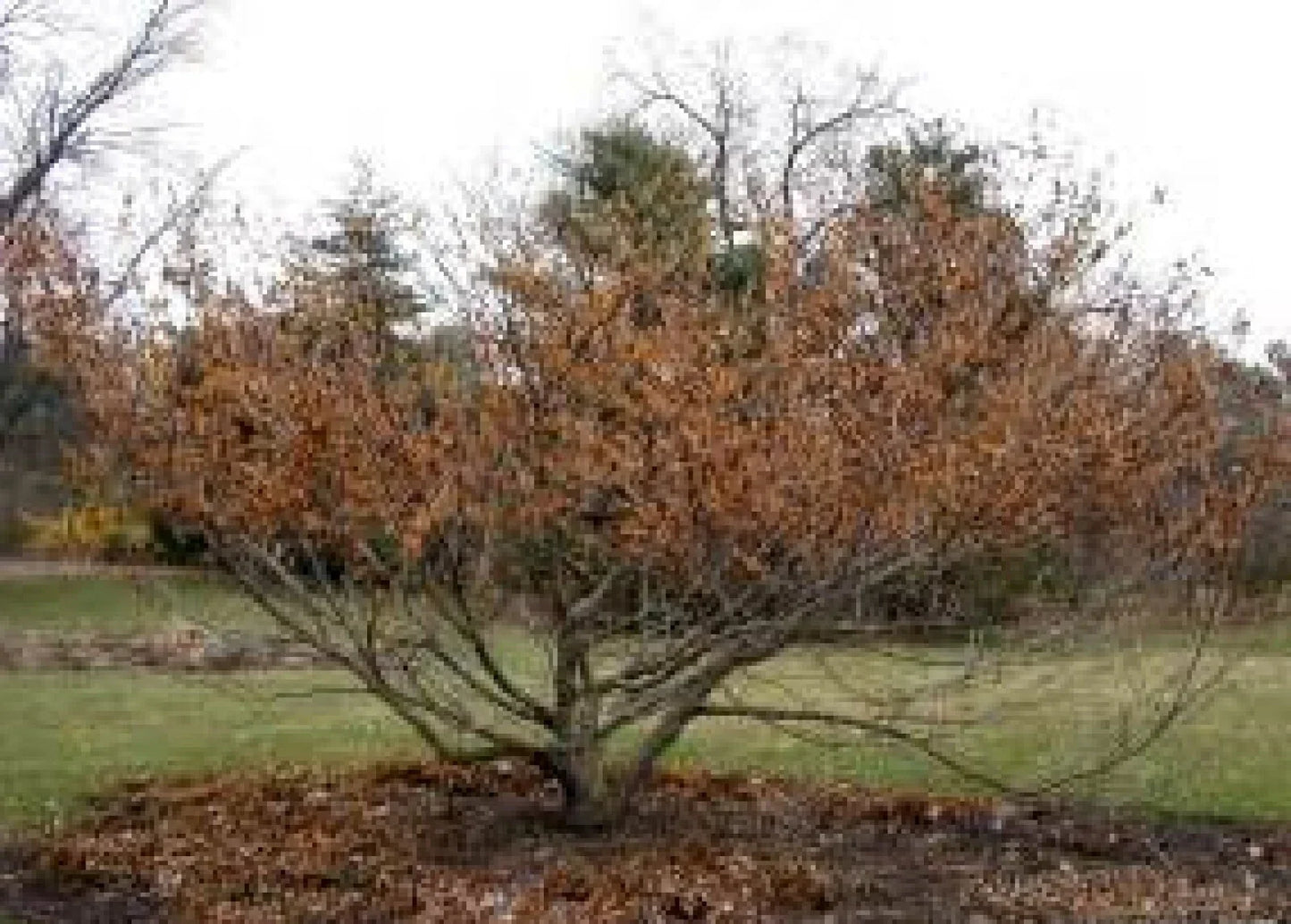 Vernal Witch Hazel Seeds - 15 Pack - Hamamelis vernalis Flowering Shrub