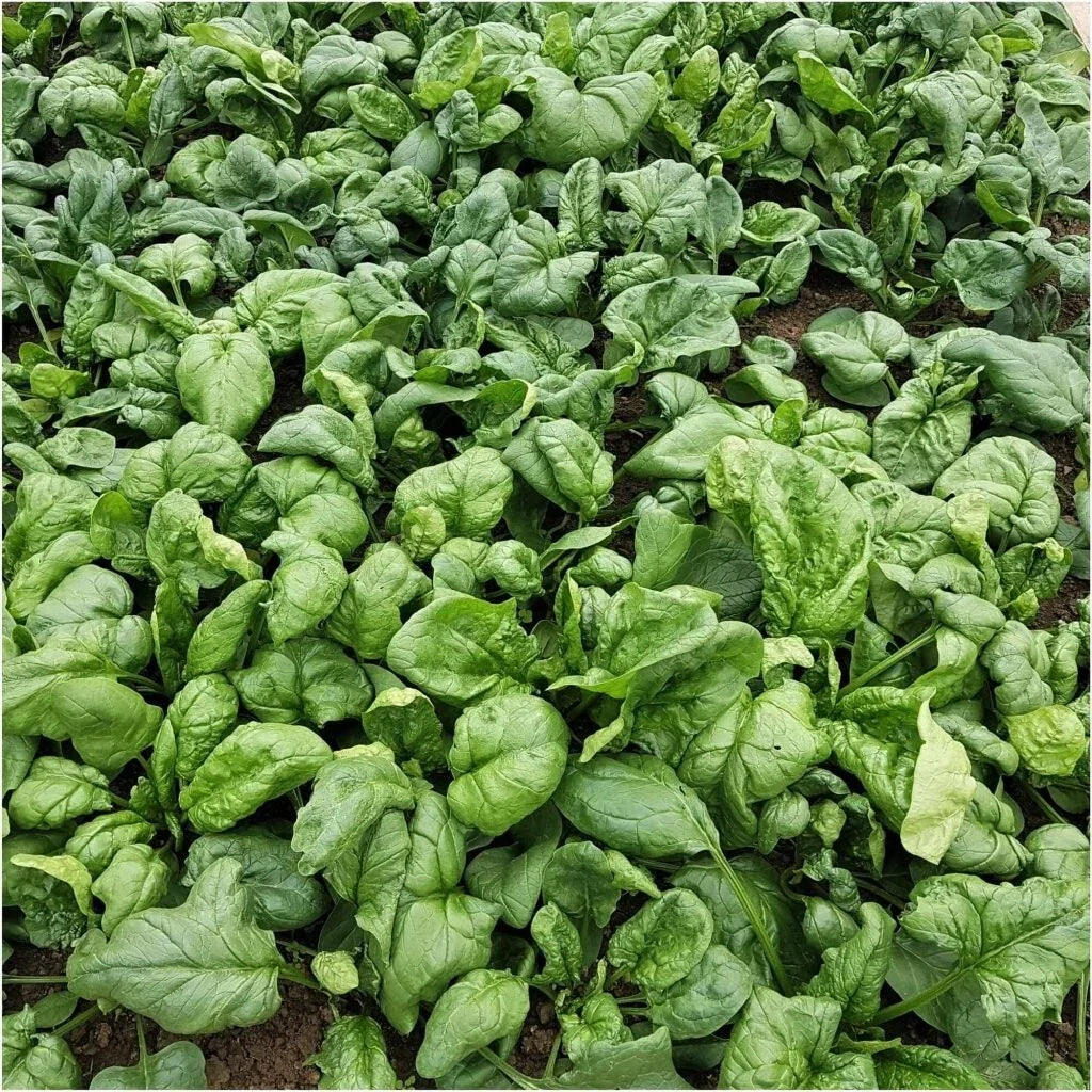 Viroflay Spinach Seeds - Heirloom Spinacia Oleracea - 100+ Seeds