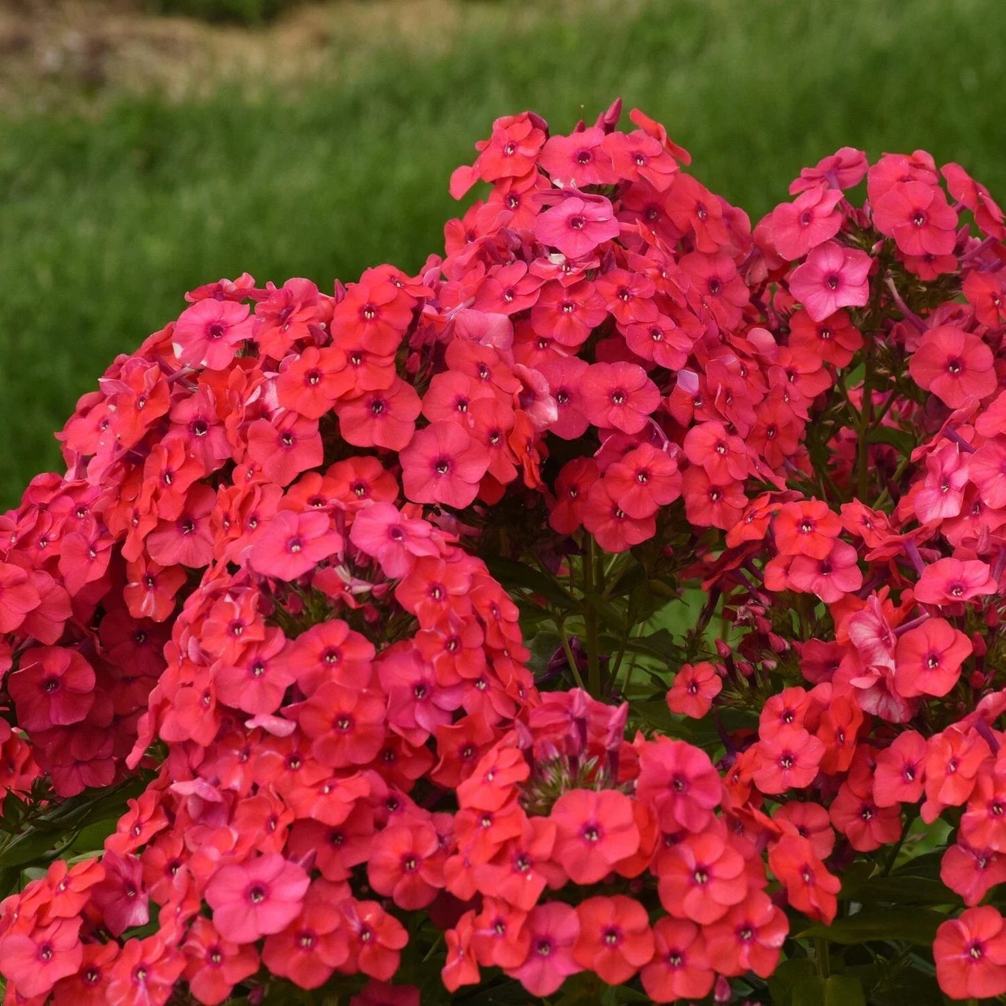 Sunset Coral Phlox Seeds - 100+ Perennial Garden Planting - Phlox paniculata, Vibrant Coral Flowers, Attracts Pollinators