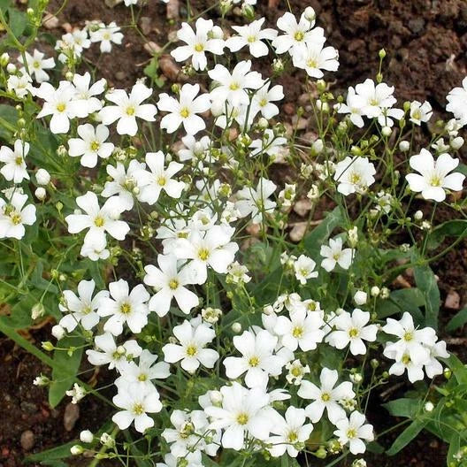 Baby's Breath Cut Flowers - 18" Tall White Gypsophila elegans Non-GMO Heirloom Seeds (2000 Count)