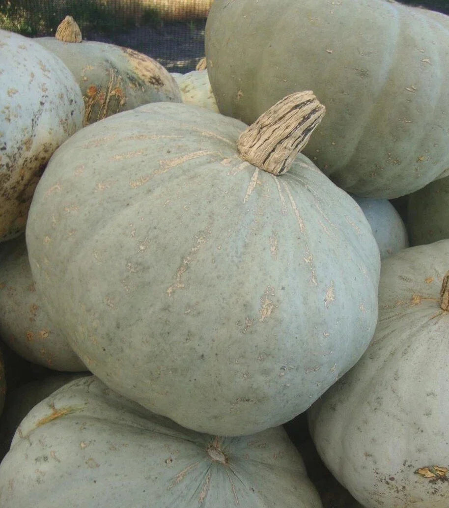 Sweetmeat Winter Squash Seeds - Heirloom Cucurbita maxima for Home Gardening