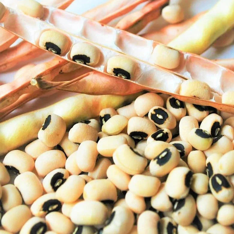 California Black Eyed Cowpea Seeds – Vigna unguiculata, Bush Type, 100 Seeds for Summer Garden Planting