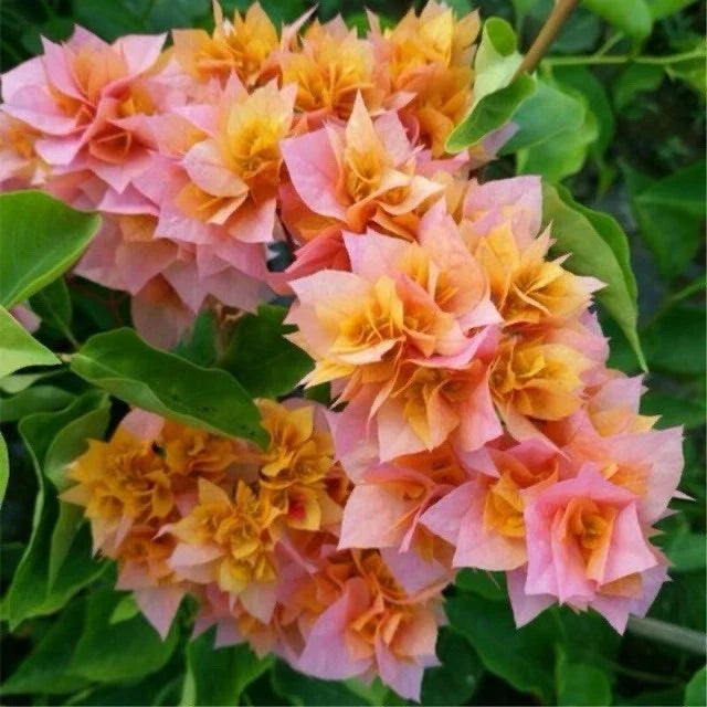 Bougainvillea Plant 3-Gallon Pot with Double Petals Orange Pink Bougainvillea glabra, Flowering Vine for Garden or Patio