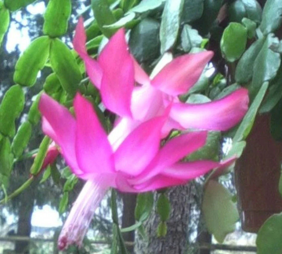Christmas Cactus Plant 3 Per Pot Old Fashioned Pink Schlumbergera × buckleyi Indoor Holiday Blooms
