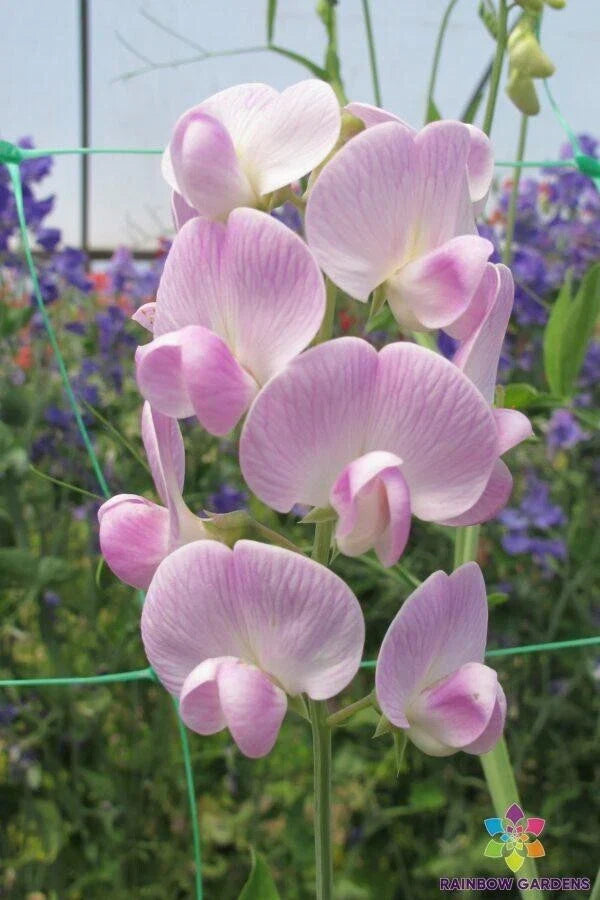 50+ Lathyrus latifolius 'Blushing Bride' Sweet Pea Seeds - Perennial Climbing Vine