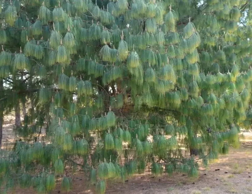 Mexican Weeping Pine Tree Seeds - Pinus patula - Evergreen Garden Seeds for Planting - 30 Count