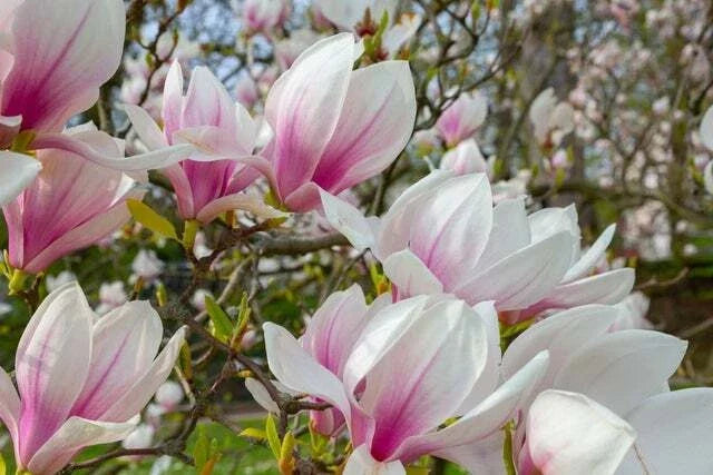 Magnolia Tree Seeds - 10 Seeds - Pink and White Flowers - Magnolia grandiflora - Garden Planting Kit