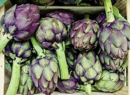 Purple Romagna Artichoke Seeds - Organic Perennial Cynara scolymus for Home Gardens, Culinary Use