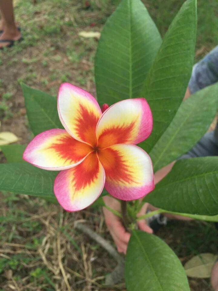 Plumeria Seeds 5 Pack - Orange Yellow Pink Flowers - Perennial Frangipani Seeds - Tropical Garden Plant - Plumeria spp