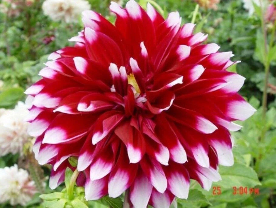 Dahlia Flower Seeds 20PCS - Rare Perennial Garden Planting Seeds - Dahlia pinnata for Borders & Cut Flowers