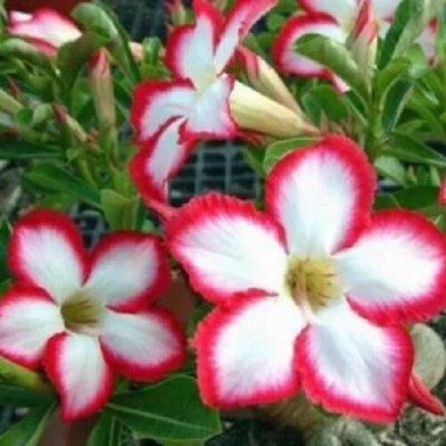 Desert Rose Seeds 4 Pack - White Red Adenium Obesum for Garden & Indoor