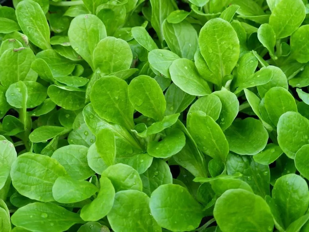 Dutch Corn Salad Seeds - Mache, Lamb's Lettuce, NON-GMO, Various Sizes