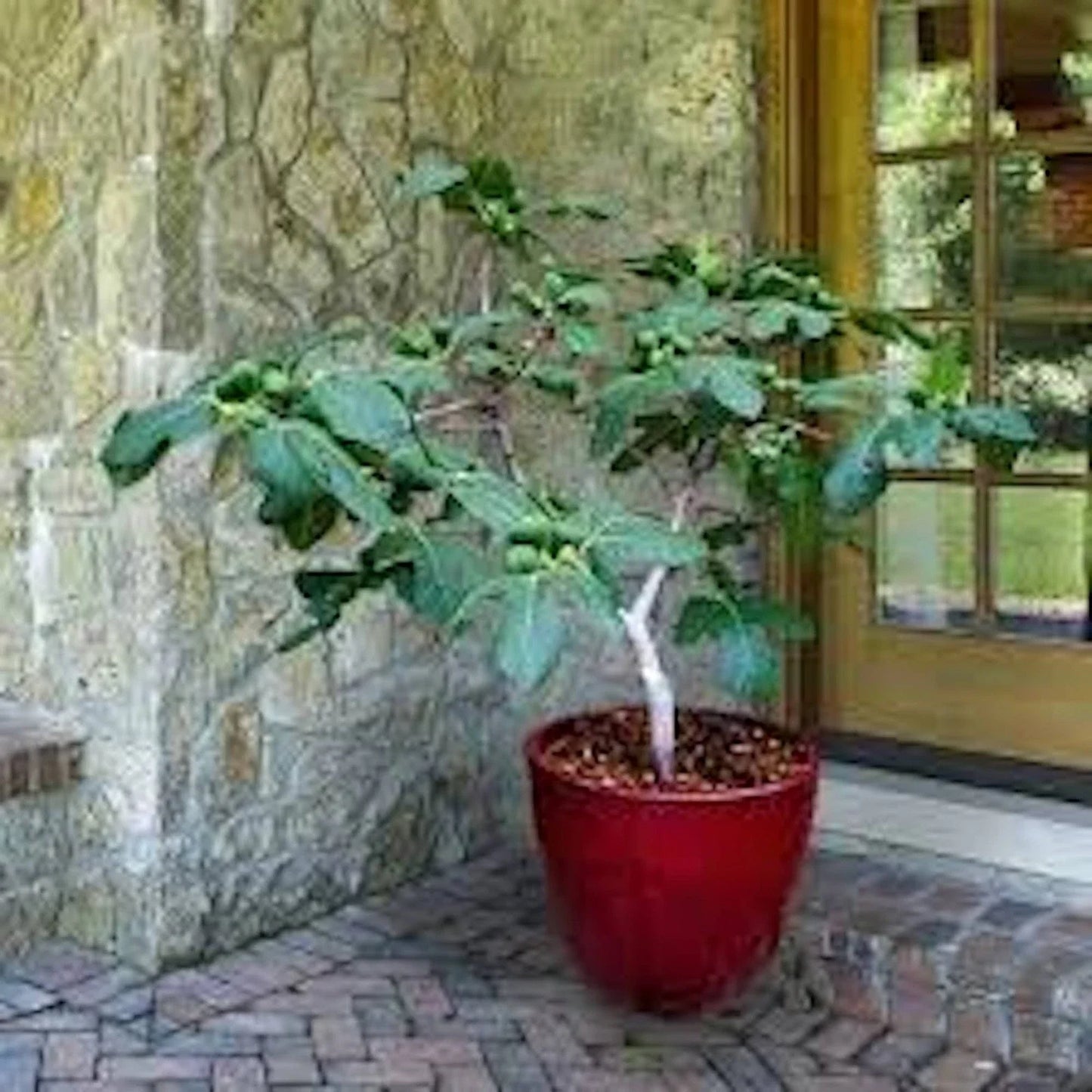 Dwarf Fig Tree Starter Plug - Fignomenal Variety - Bare Root Ficus carica for Small Gardens & Containers