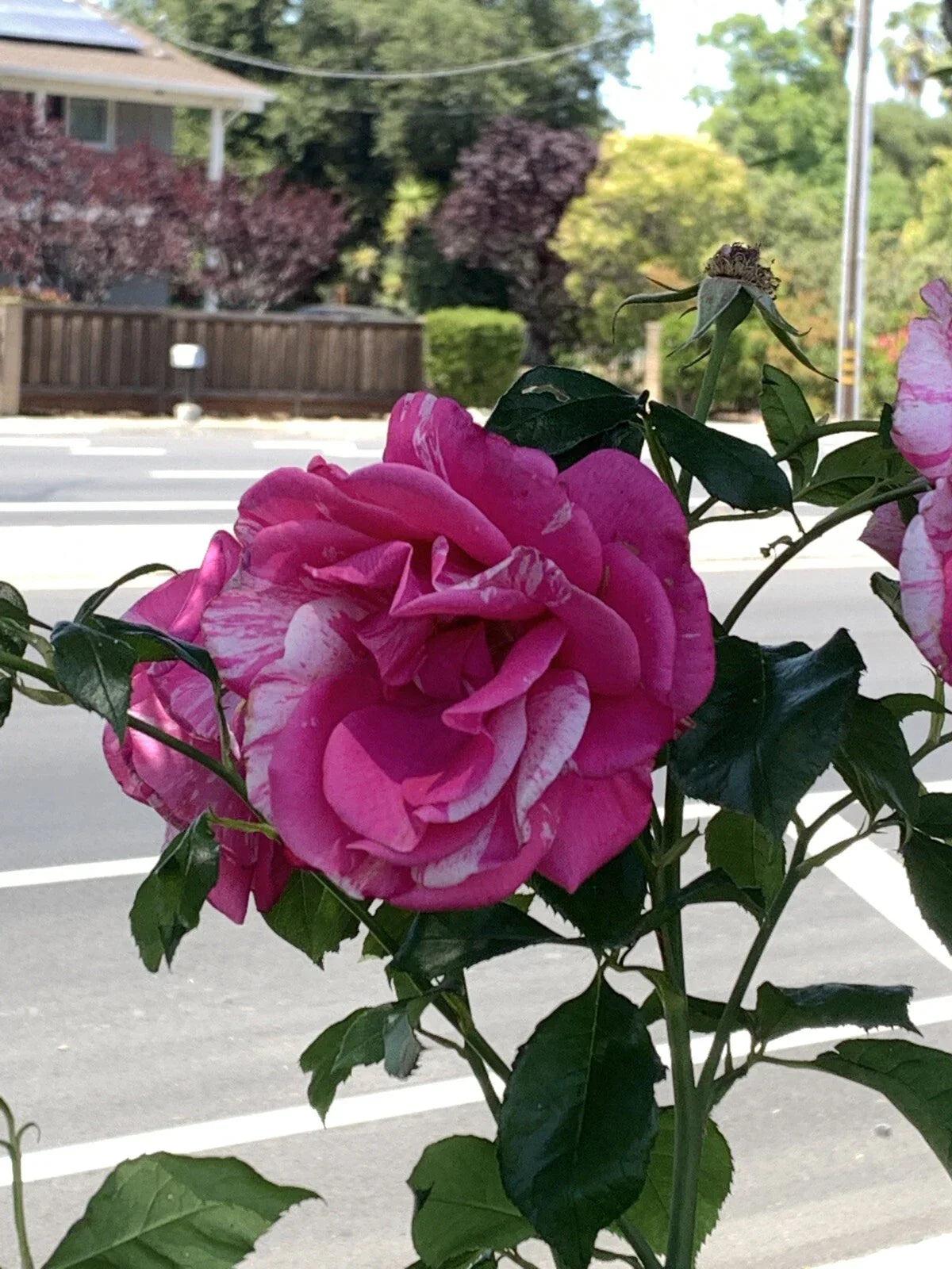 Pink White Variegated Fragrant Rose Cuttings - 6 Inch Logs, No Roots | Rosa spp.