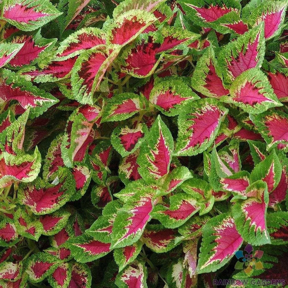 Premium Sun Watermelon Coleus Seeds for Garden, Vibrant Foliage, Easy to Grow, Solenostemon scutellarioides, Free Shipping