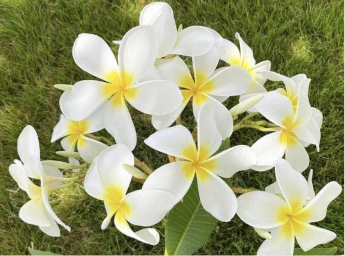 Rooted Cloud 9 Plumeria Plant Cutting 21" - Large Fragrant Flowers, Easy Care