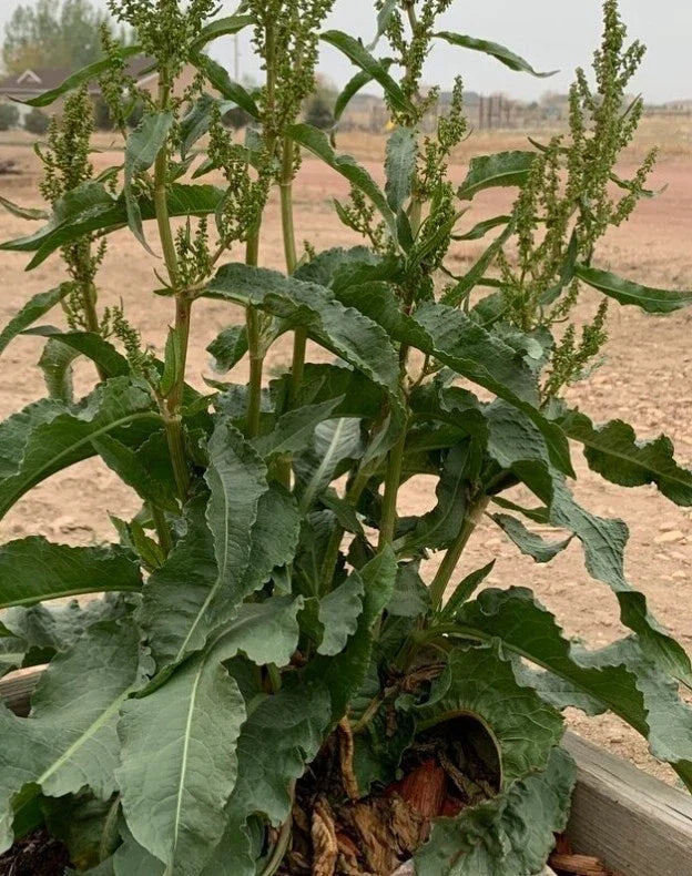 Curly Yellow Dock Seeds - 100+ Organic Rumex crispus Seeds - USA Grown, Fresh Until 04/2025