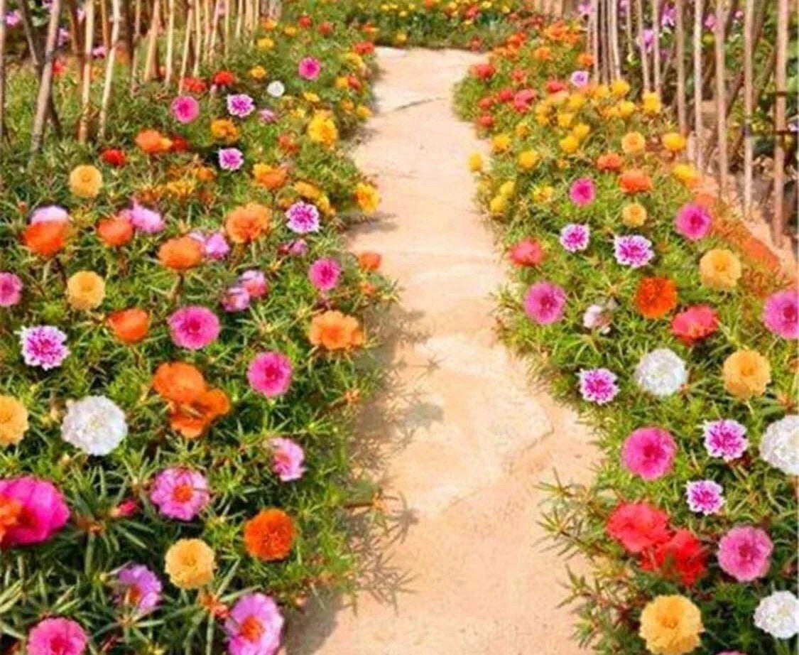500+ Seeds Moss Rose Double Mix Color - Portulaca grandiflora Succulent Flower Seeds