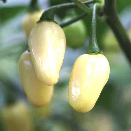 White Habanero Pepper Seeds - Heirloom Non-GMO Capsicum chinense Hot Chili Seeds for Gardening